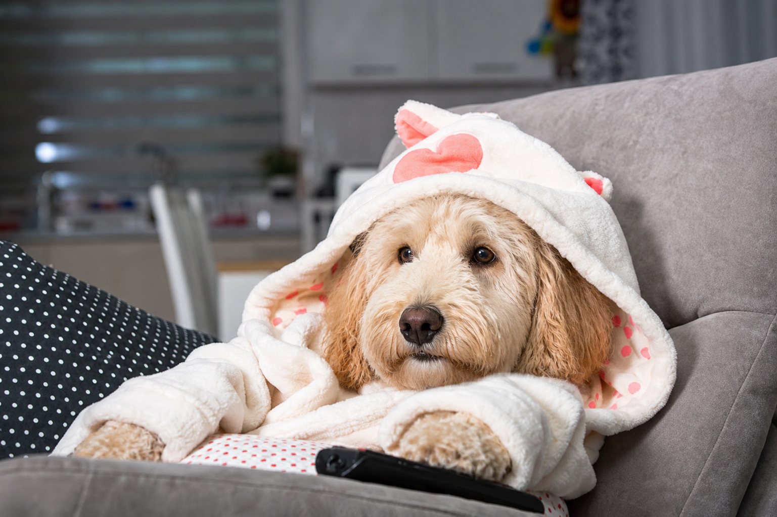 A Goldendoodle relaxing on the couch in a cozy robe during a boarding stay at Texas Doodles in Kountze, Texas