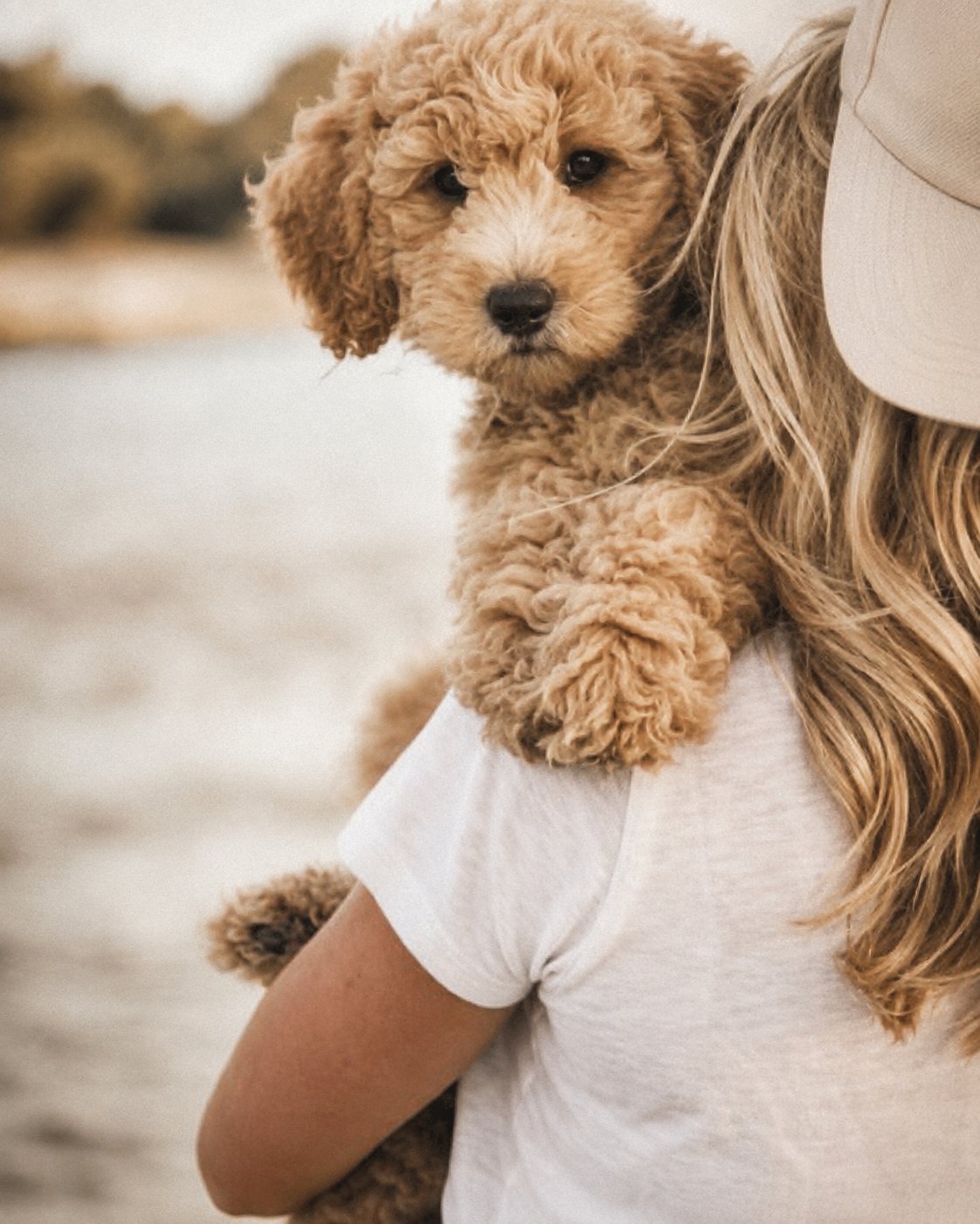 A Southeast Texas family member carrying their Goldendoodle