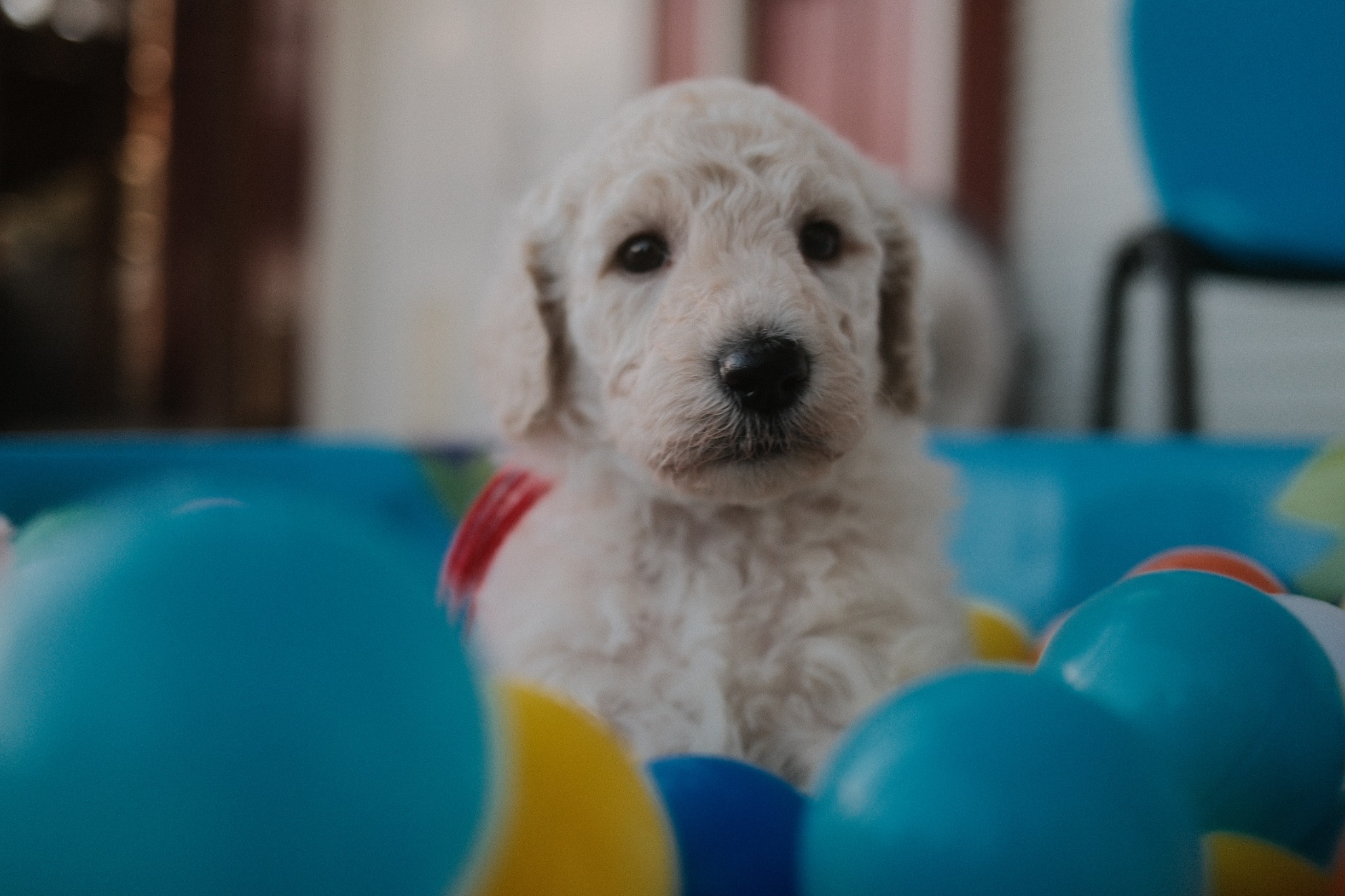 Cream Goldendoodle puppy exploring a colorful enrichment ball pit at Texas Doodles