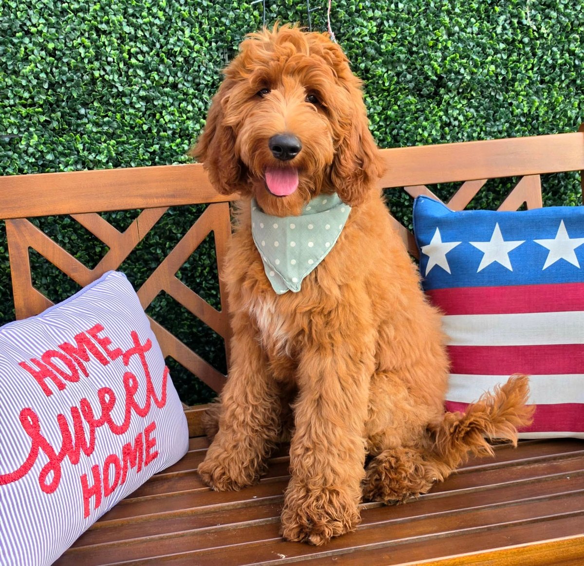 Apple's Green Bow Boy, F1B Standard Goldendoodle puppy from the Apple x Ollie, Spring 2026 litter