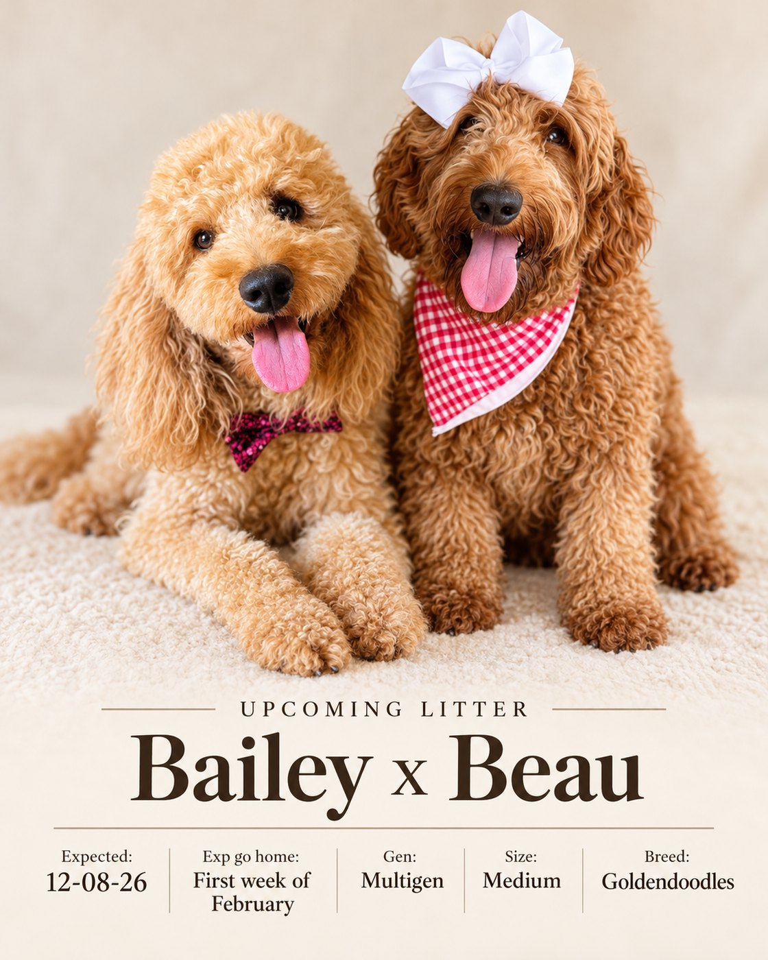Bailey x Beau planned litter