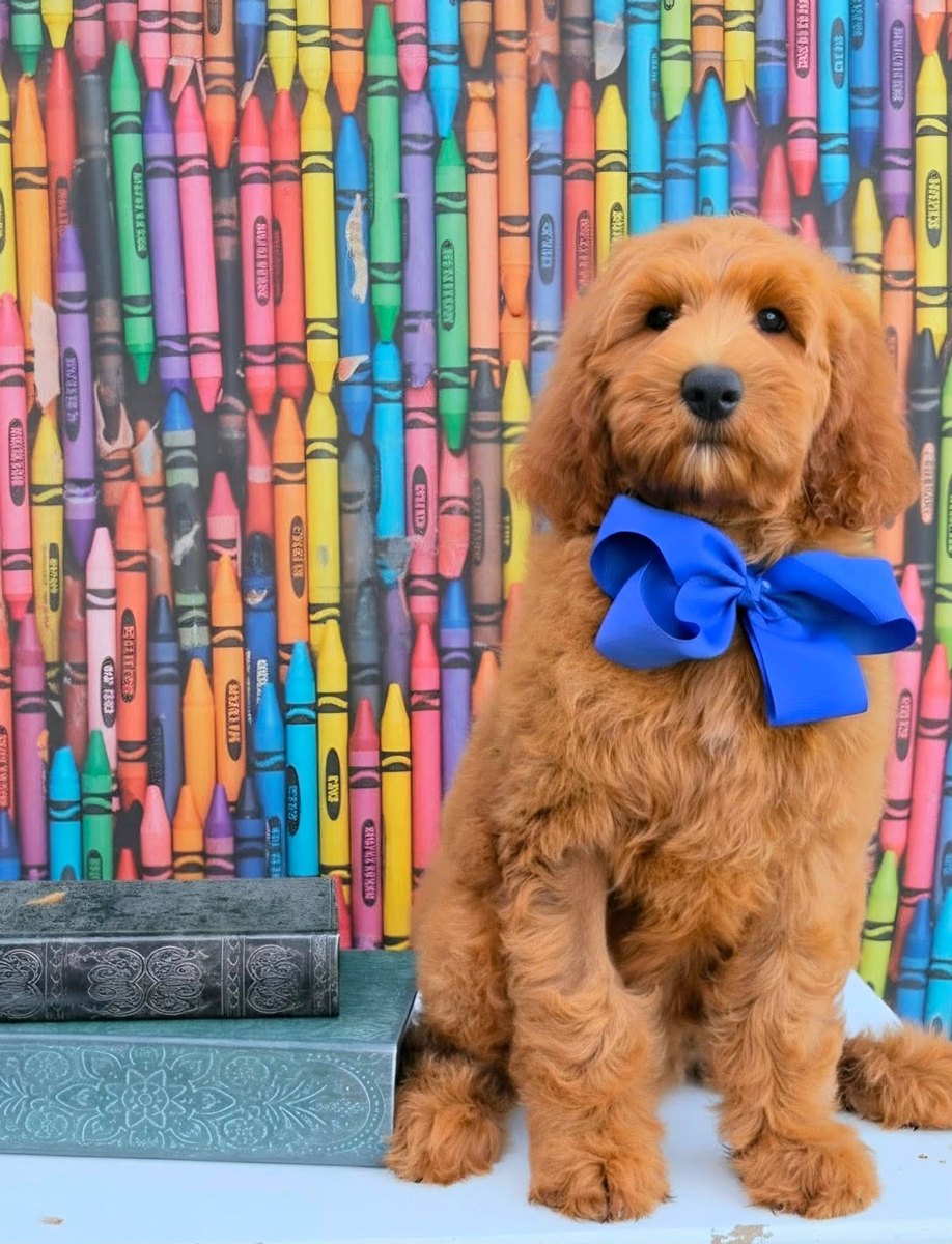 Bailey's Blue Bow Boy, Multigen Medium Goldendoodle puppy from the Bailey x Teddy, Spring 2026 litter