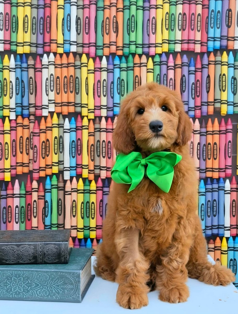 Bailey's Green Bow Boy, Multigen Medium Goldendoodle puppy from the Bailey x Teddy, Spring 2026 litter