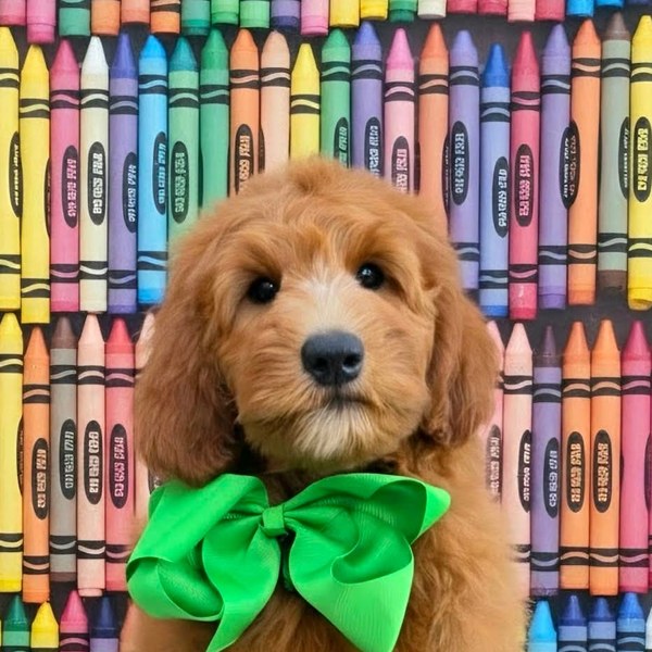 Bailey's Green Bow Boy, Multigen Medium Goldendoodle puppy from the Bailey x Teddy, Spring 2026 litter