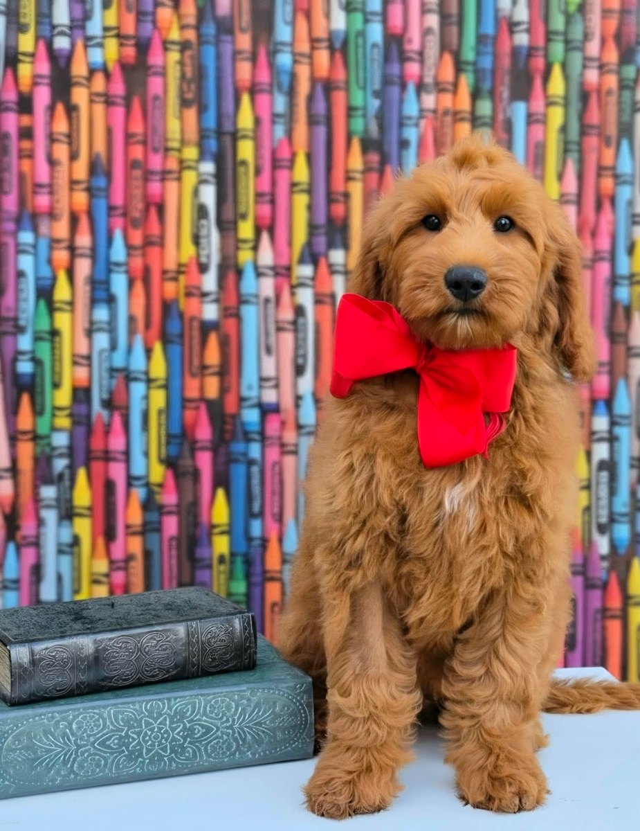 Bailey's Red Bow Boy, Multigen Medium Goldendoodle puppy from the Bailey x Teddy, Spring 2026 litter