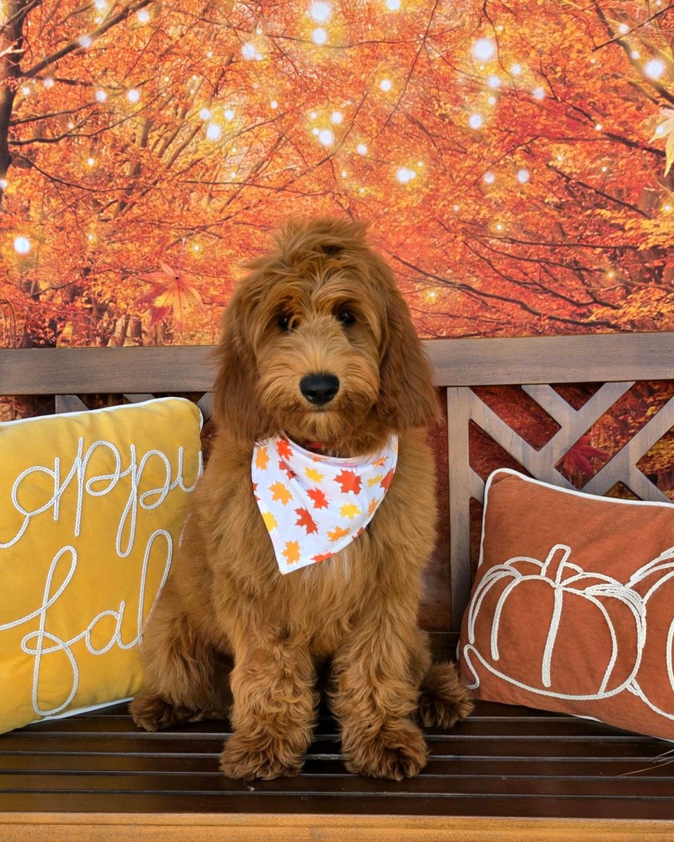 Bailey's Red Bow Boy, Multigen Medium Goldendoodle puppy from the Bailey x Teddy, Spring 2026 litter