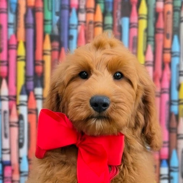Bailey's Red Bow Boy, Multigen Medium Goldendoodle puppy from the Bailey x Teddy, Spring 2026 litter