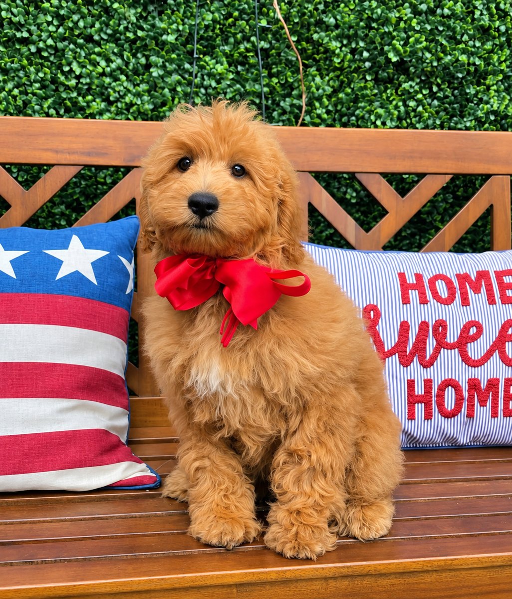 Bambi's Red Bow Boy, F1B Medium Goldendoodle puppy from the Bambi x Goose, Summer 2026 litter