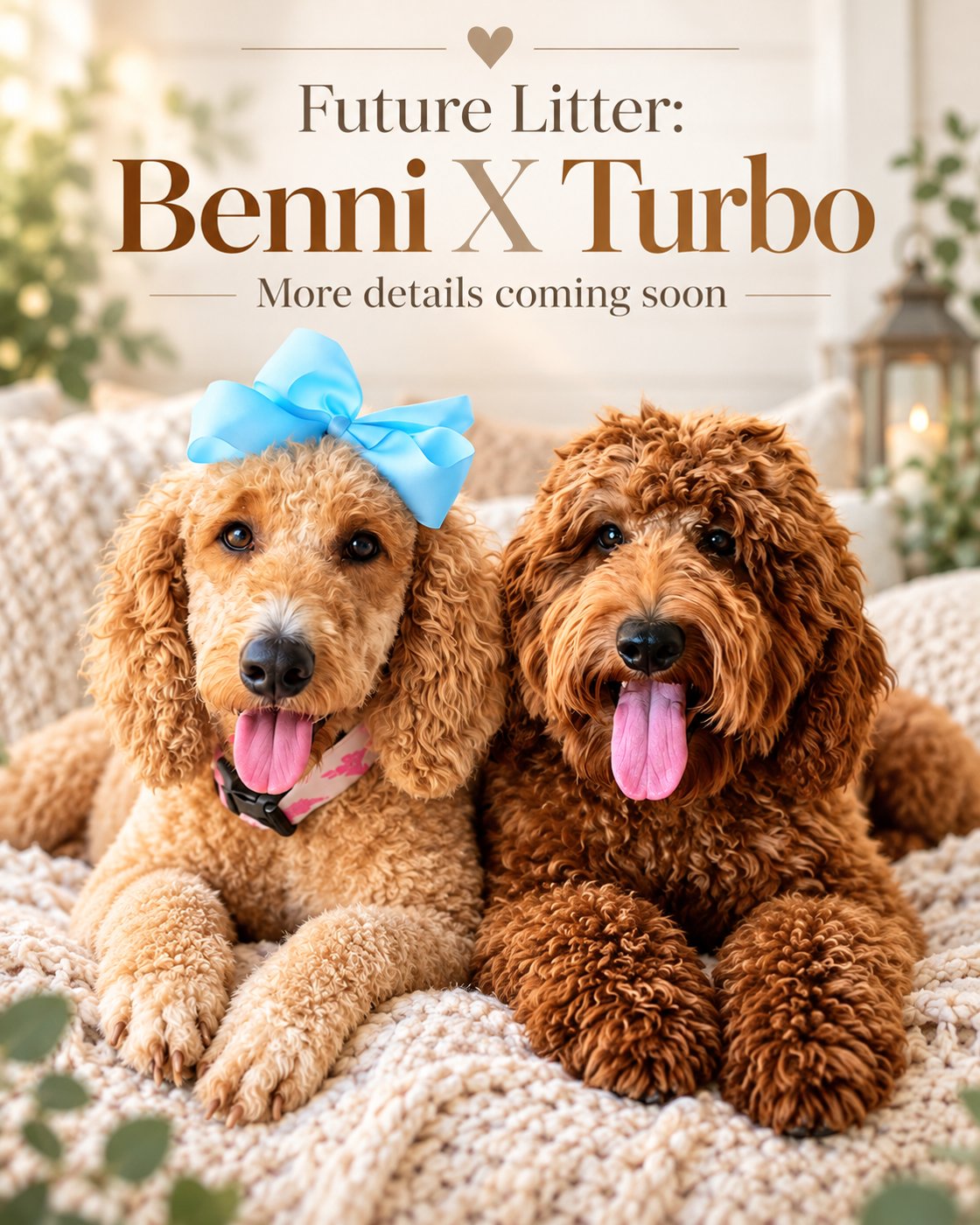 Benni x Turbo planned litter