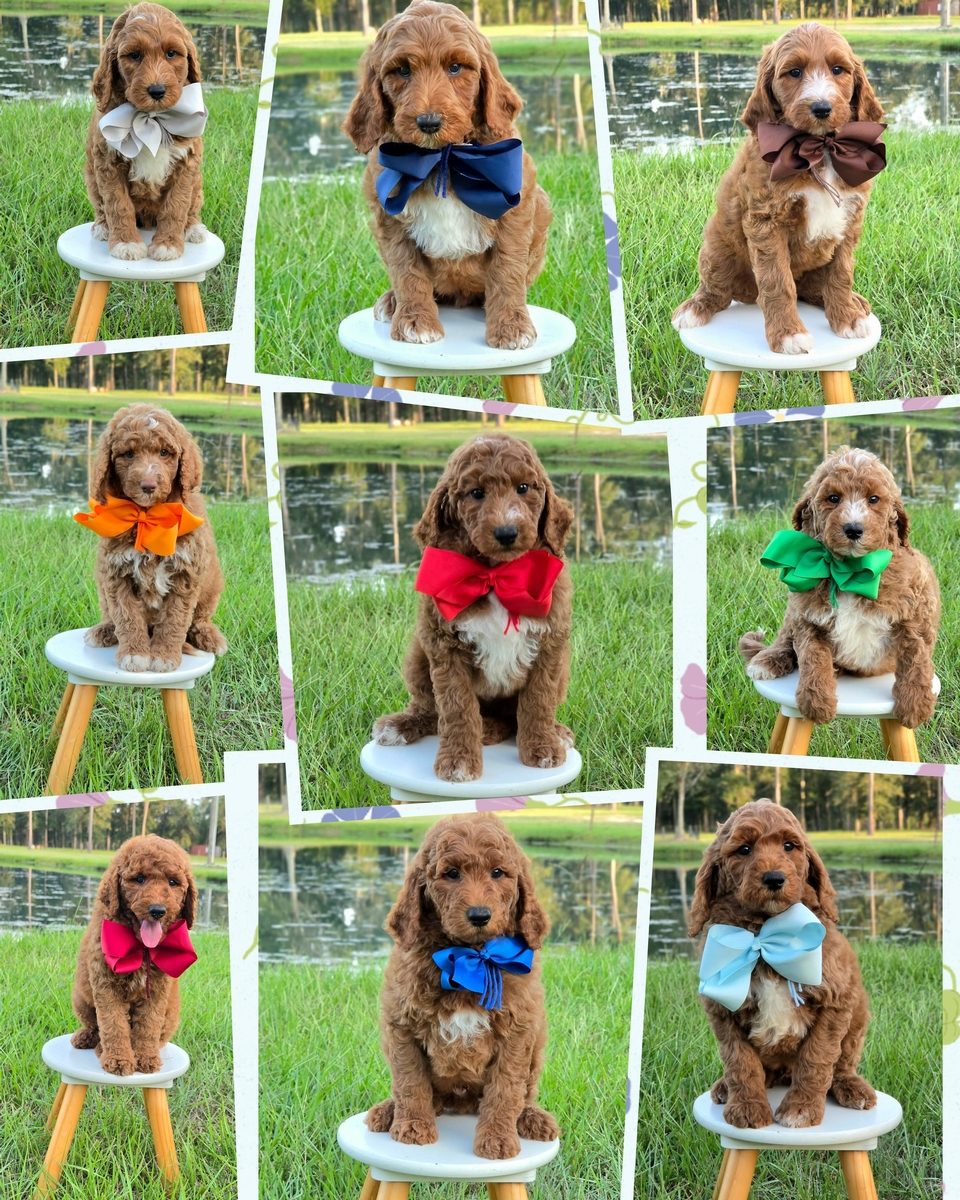 Charlie Rae x Ollie, Summer 2026 Goldendoodle litter at Texas Doodles