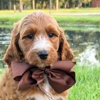 Charlie Rae x Ollie, Summer 2026 Goldendoodle puppies at Texas Doodles