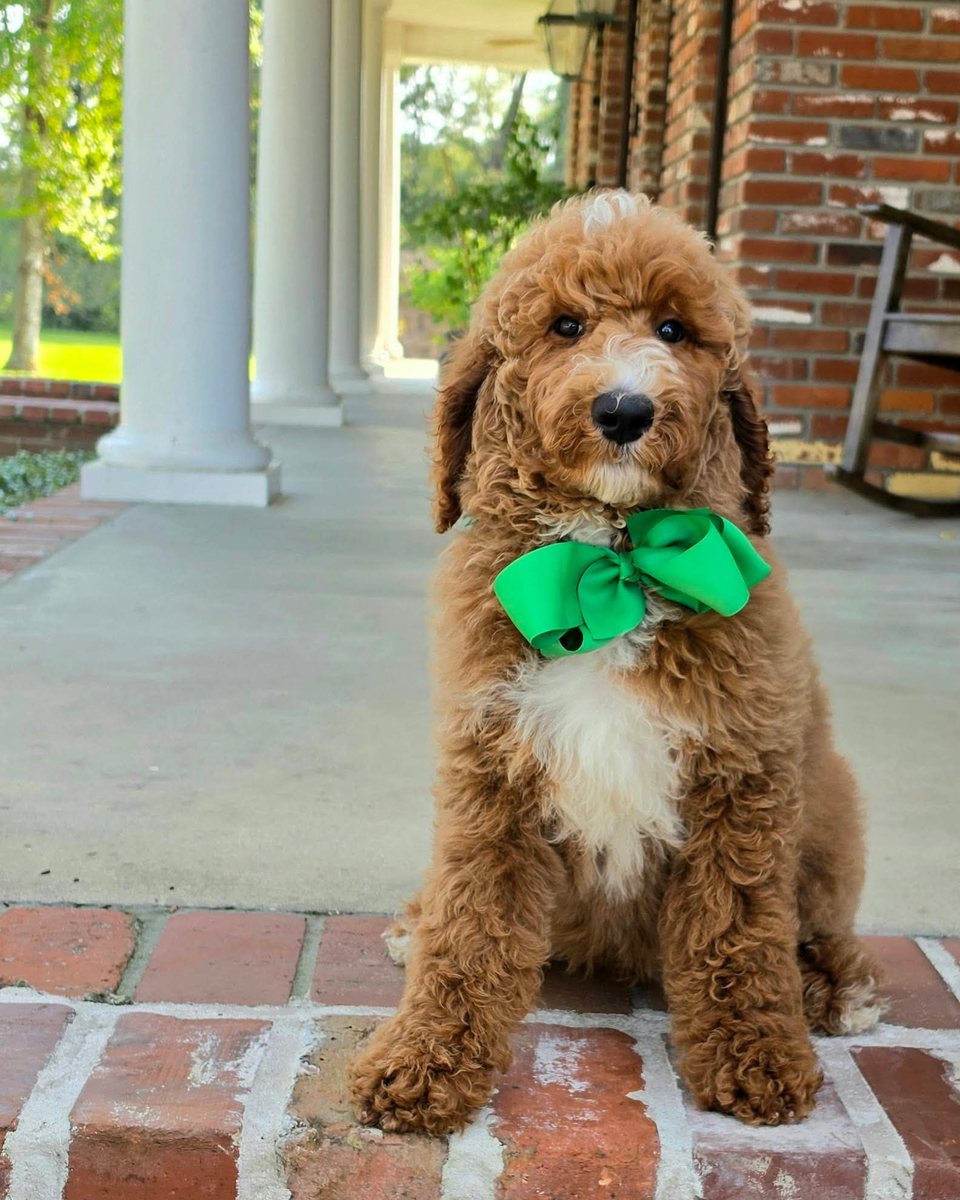 Charlie Rae's Green Bow Boy, Multigen Standard Goldendoodle puppy from the Charlie Rae x Ollie, Summer 2026 litter