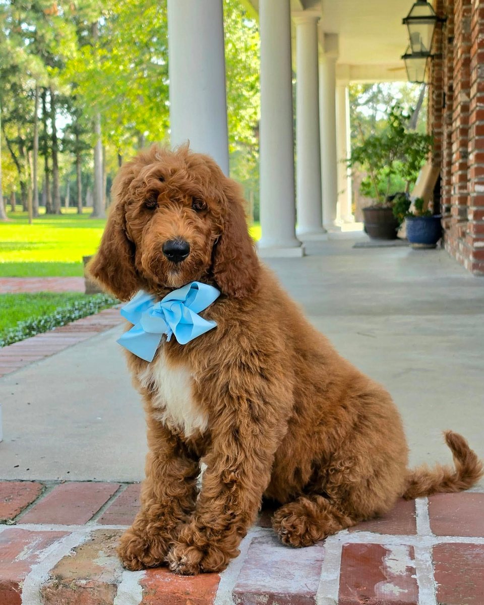 Charlie Rae's Light Blue Bow Boy, Multigen Standard Goldendoodle puppy from the Charlie Rae x Ollie, Summer 2026 litter