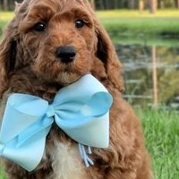 Charlie Rae x Ollie, Summer 2026 Goldendoodle puppies at Texas Doodles