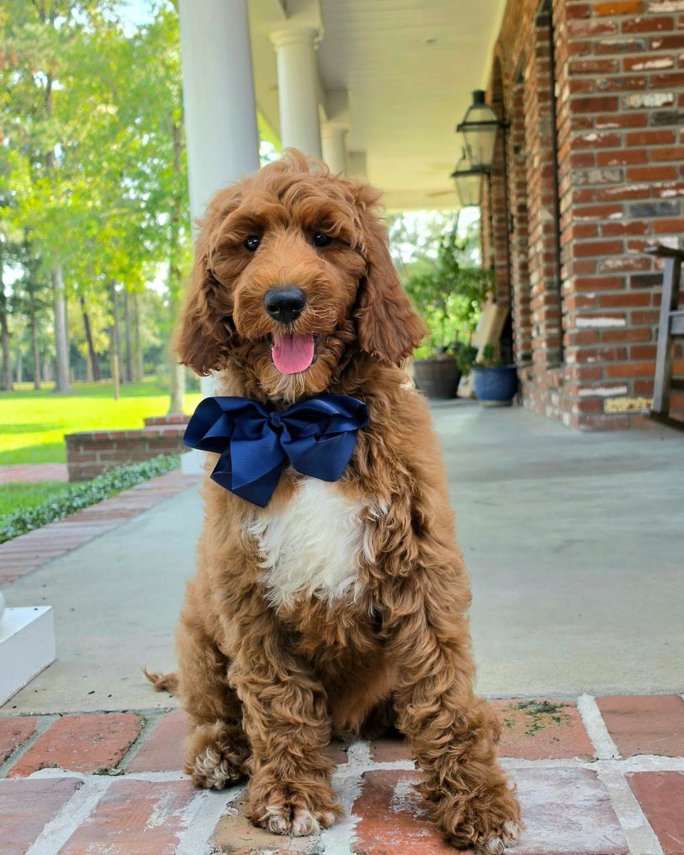 Charlie Rae's Navy Bow Boy, Multigen Standard Goldendoodle puppy from the Charlie Rae x Ollie, Summer 2026 litter