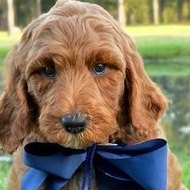 Charlie Rae x Ollie, Summer 2026 Goldendoodle puppies at Texas Doodles