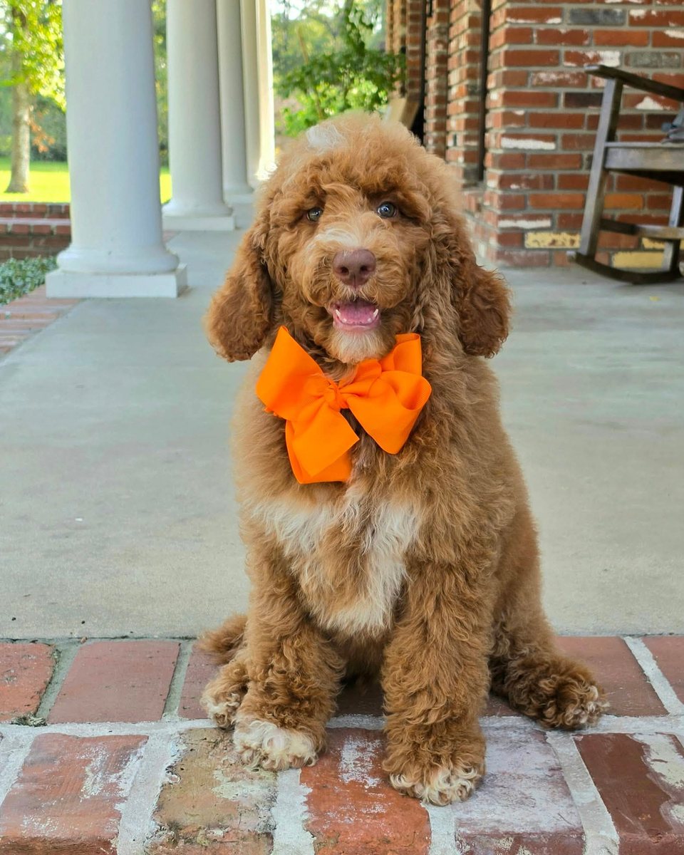 Charlie Rae's Orange Bow Boy, Multigen Standard Goldendoodle puppy from the Charlie Rae x Ollie, Summer 2026 litter