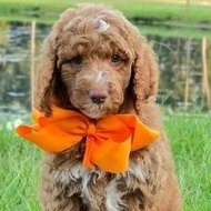 Charlie Rae x Ollie, Summer 2026 Goldendoodle puppies at Texas Doodles