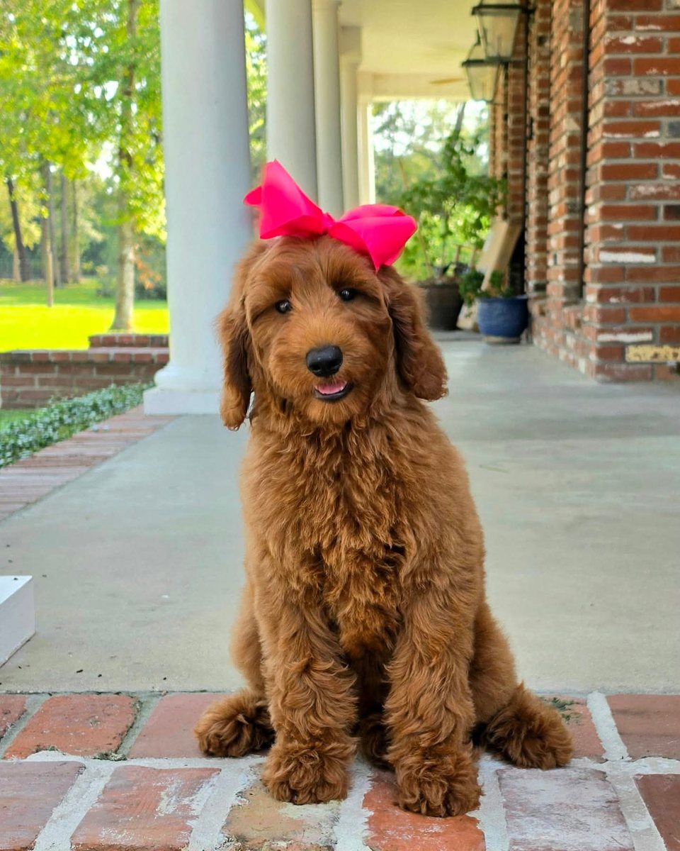 Charlie Rae's Pink Bow Girl, Multigen Standard Goldendoodle puppy from the Charlie Rae x Ollie, Summer 2026 litter