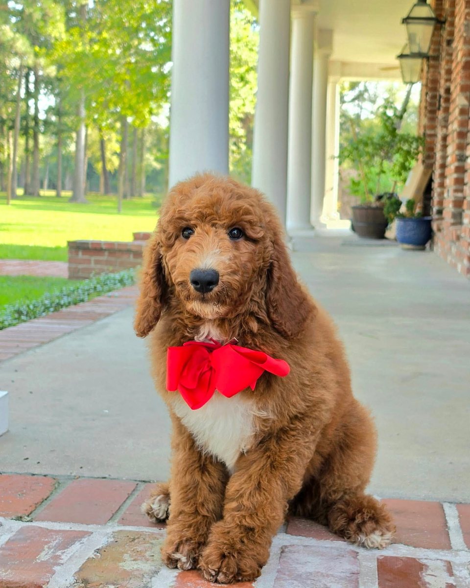 Charlie Rae's Red Bow Boy, Multigen Standard Goldendoodle puppy from the Charlie Rae x Ollie, Summer 2026 litter