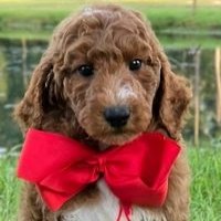 Charlie Rae x Ollie, Summer 2026 Goldendoodle puppies at Texas Doodles