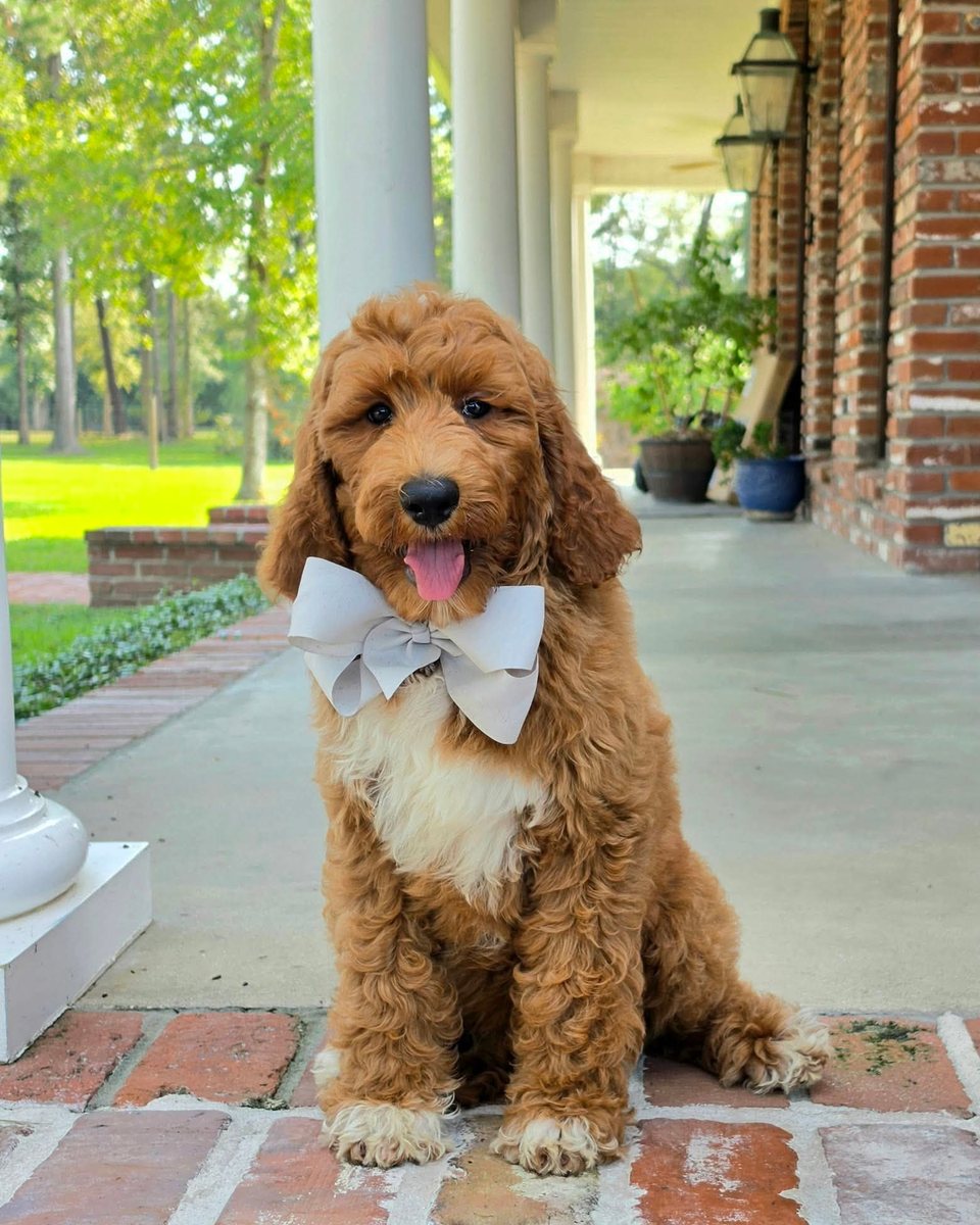 Charlie Rae's Silver Bow Boy, Multigen Standard Goldendoodle puppy from the Charlie Rae x Ollie, Summer 2026 litter