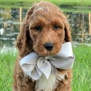 Charlie Rae x Ollie, Summer 2026 Goldendoodle puppies at Texas Doodles