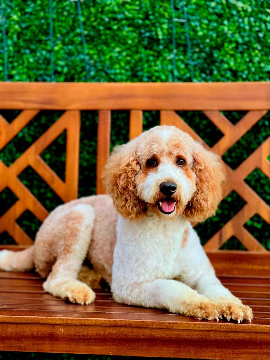 Goose, a Mini Poodle at Texas Doodles in Kountze, Texas