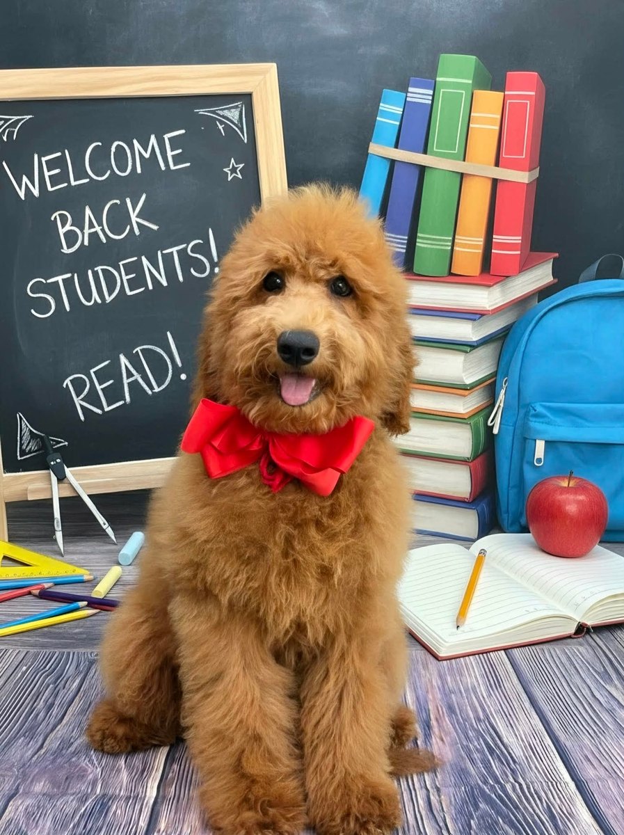 Gracie's Red Bow Boy, F1BB Medium Goldendoodle puppy from the Gracie x Beau, Spring 2026 litter