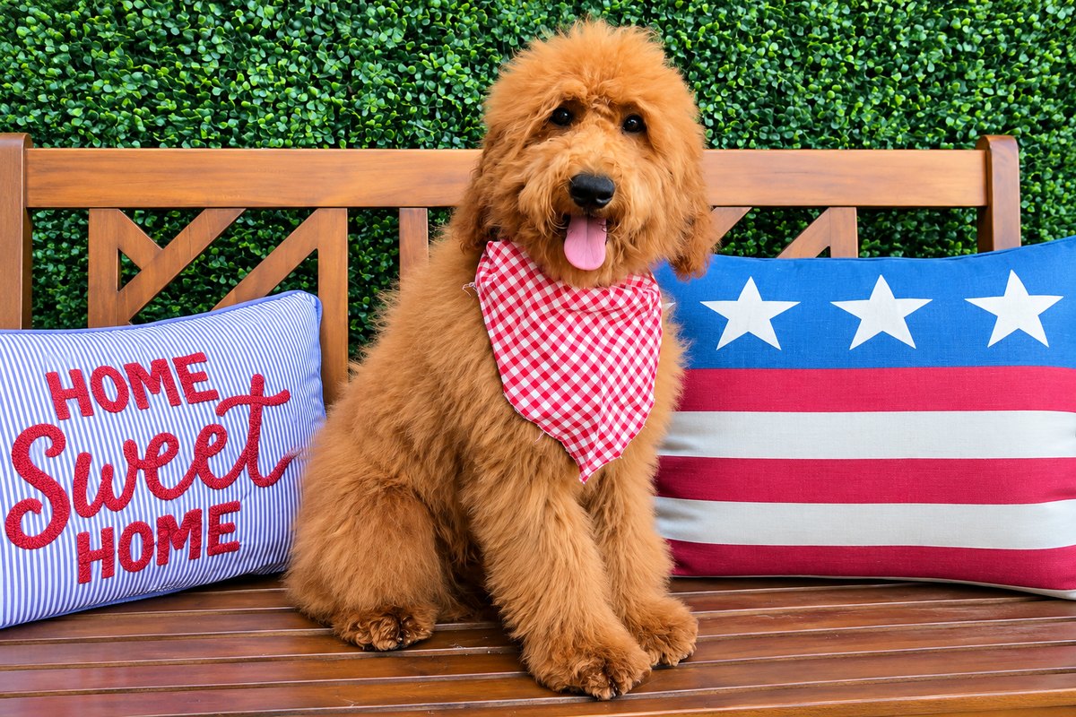 Gracie's Red Bow Boy, F1BB Medium Goldendoodle puppy from the Gracie x Beau, Spring 2026 litter