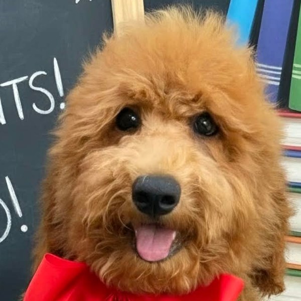 Gracie x Beau, Spring 2026 Goldendoodle litter at Texas Doodles