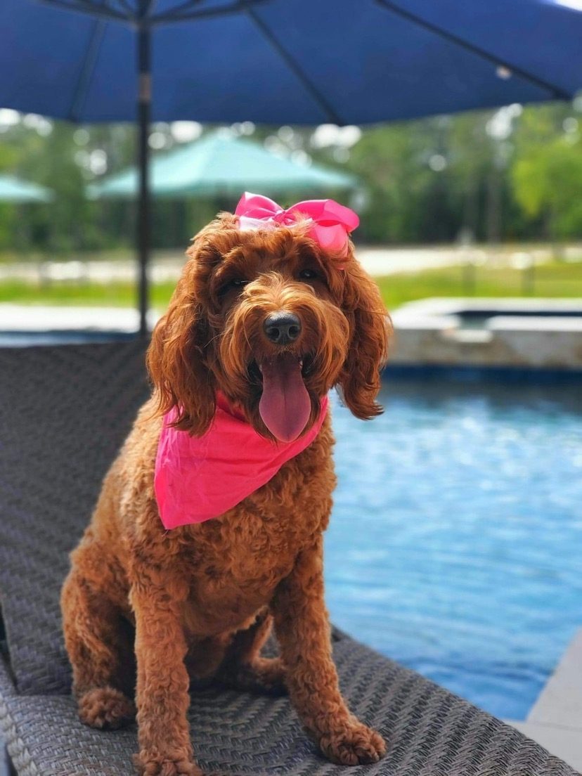 Hadley at Texas Doodles