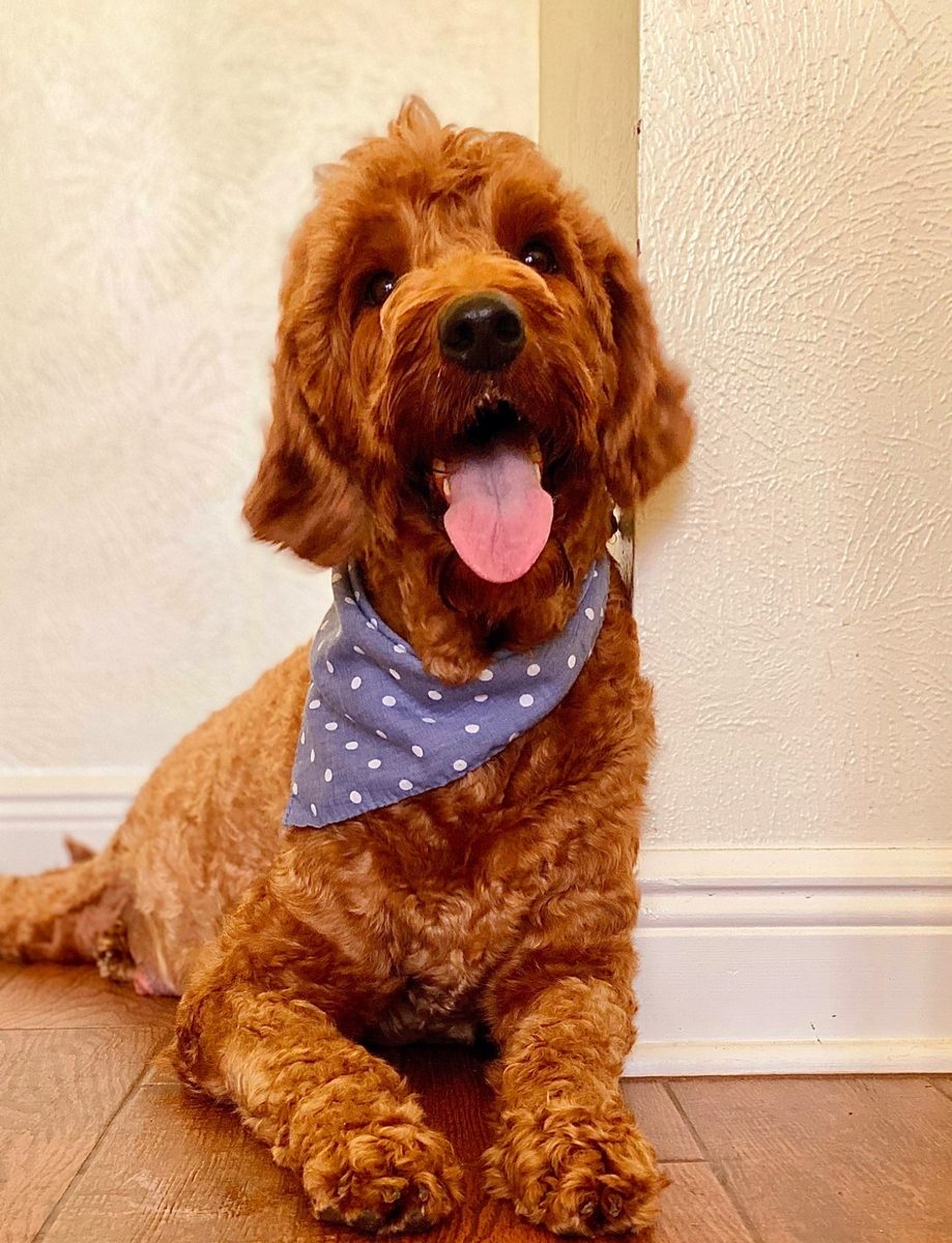 Hadley, a Goldendoodle at Texas Doodles in Kountze, Texas