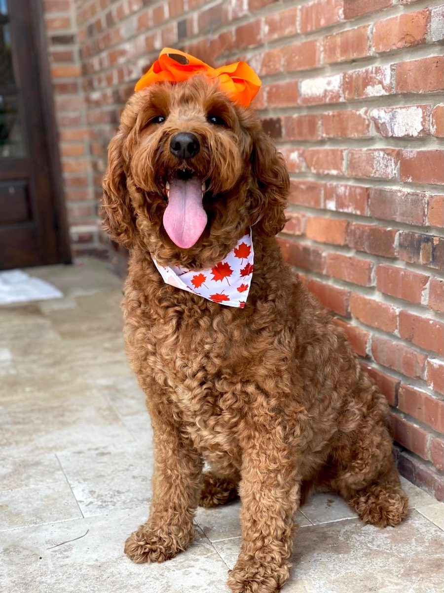 Hadley at Texas Doodles