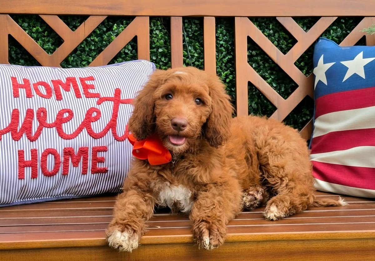 Hadley's Orange Bow Boy, F1BB Standard Goldendoodle puppy from the Hadley x Ollie, Summer 2026 litter