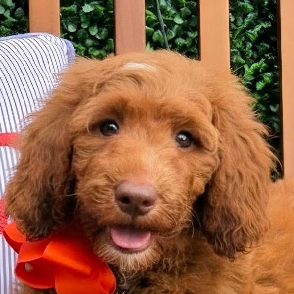 Hadley's Orange Bow Boy, F1BB Standard Goldendoodle puppy from the Hadley x Ollie, Summer 2026 litter