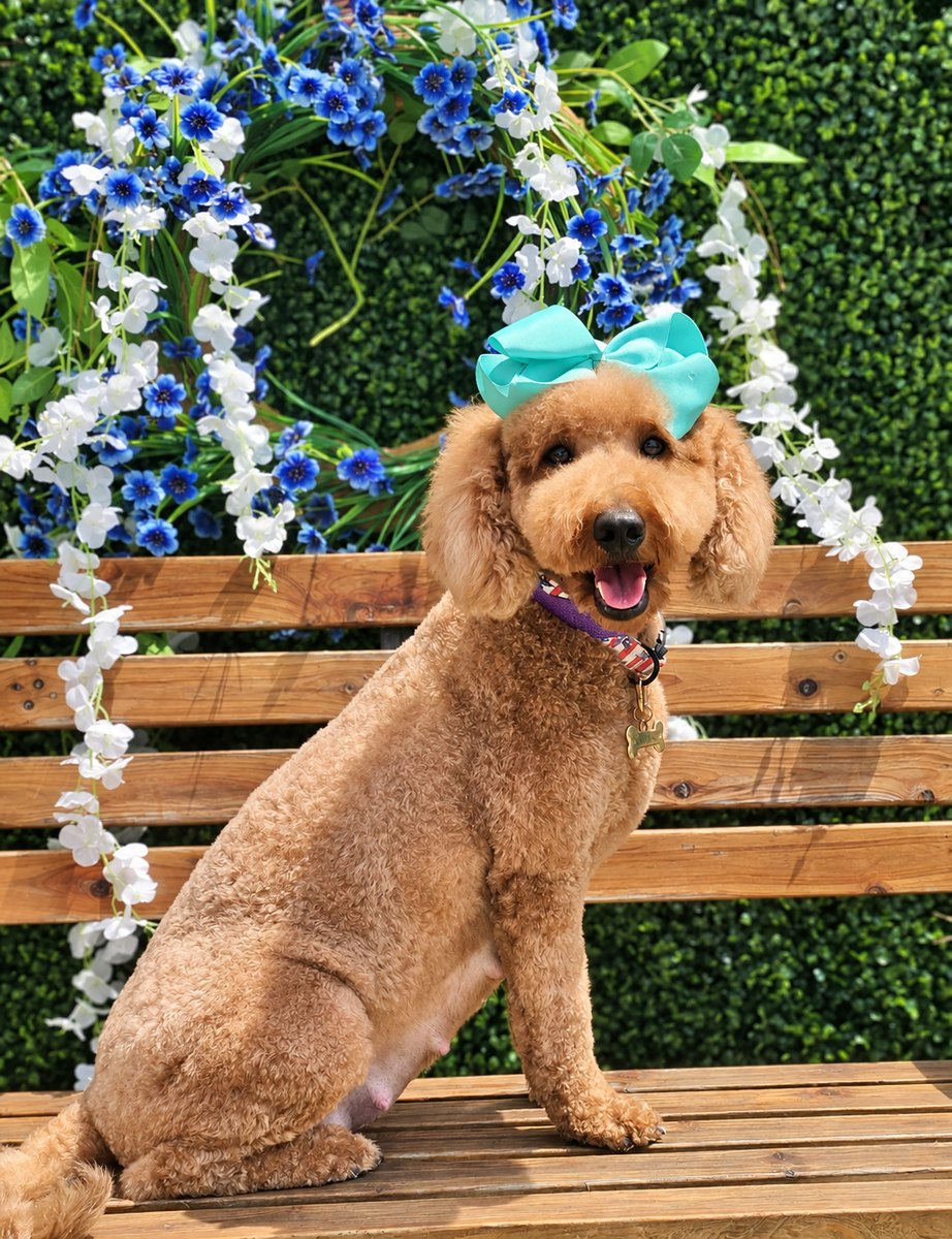 Hunni, a Goldendoodle at Texas Doodles in Kountze, Texas