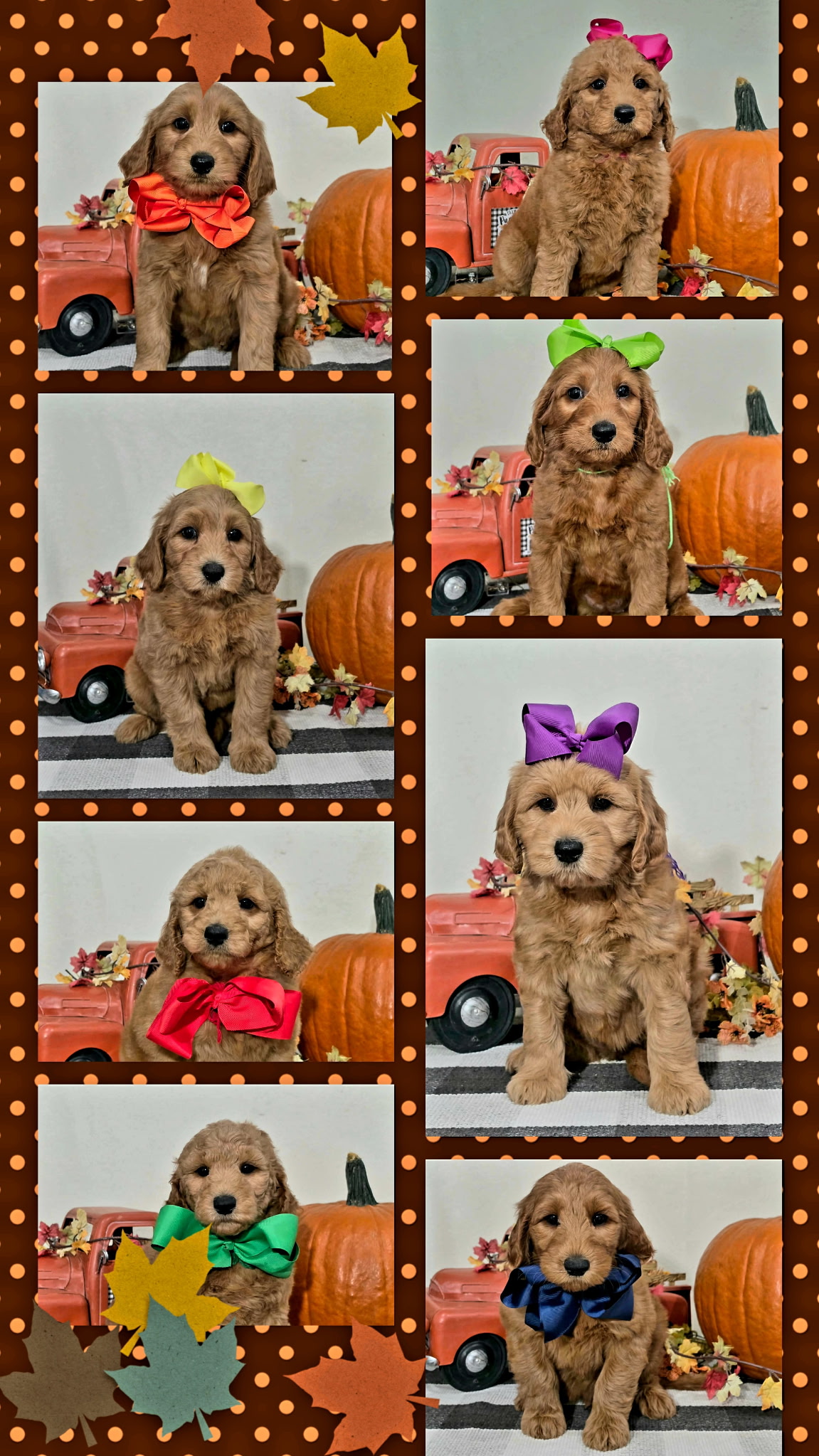 Kaia x Turbo Litter at Texas Doodles