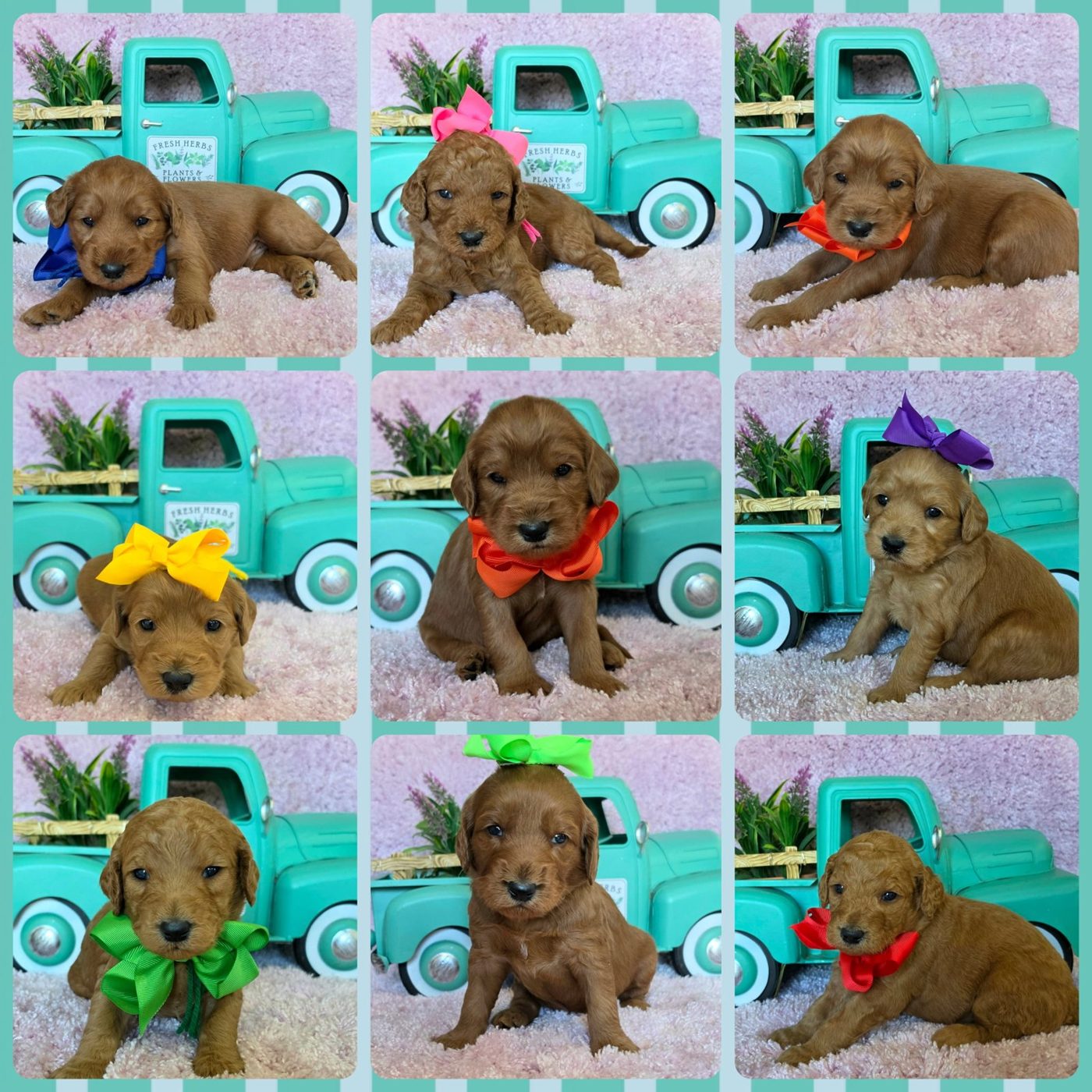 Kaia x Turbo Litter at Texas Doodles
