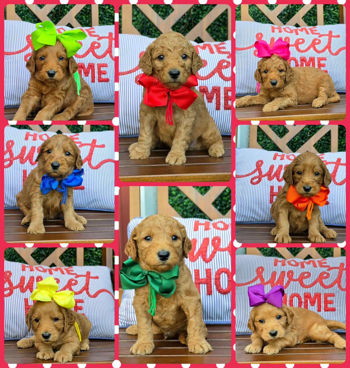 Kaia x Turbo Litter at Texas Doodles