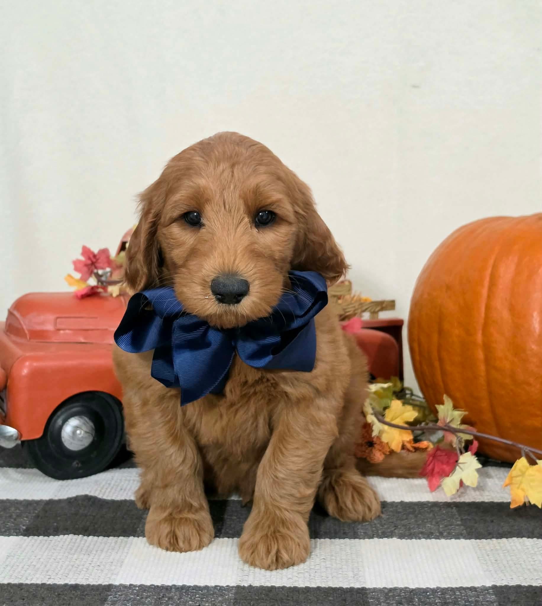 Kaia x Turbo Litter Blue bow boy