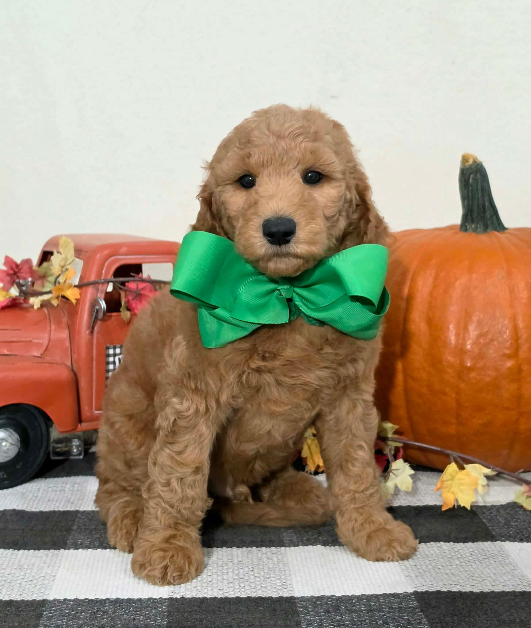 Kaia x Turbo Litter Green bow boy