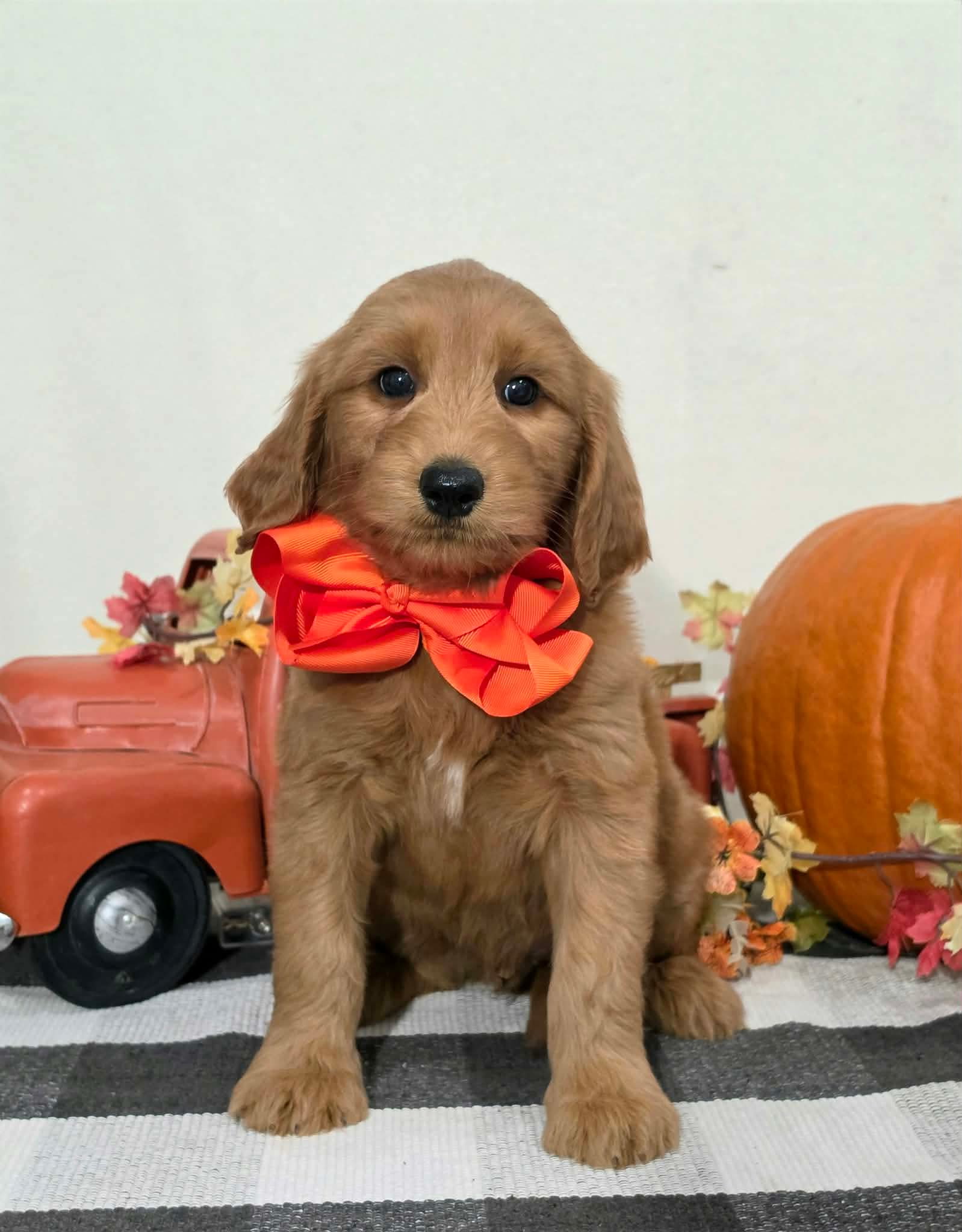 Kaia x Turbo Litter Orange bow boy