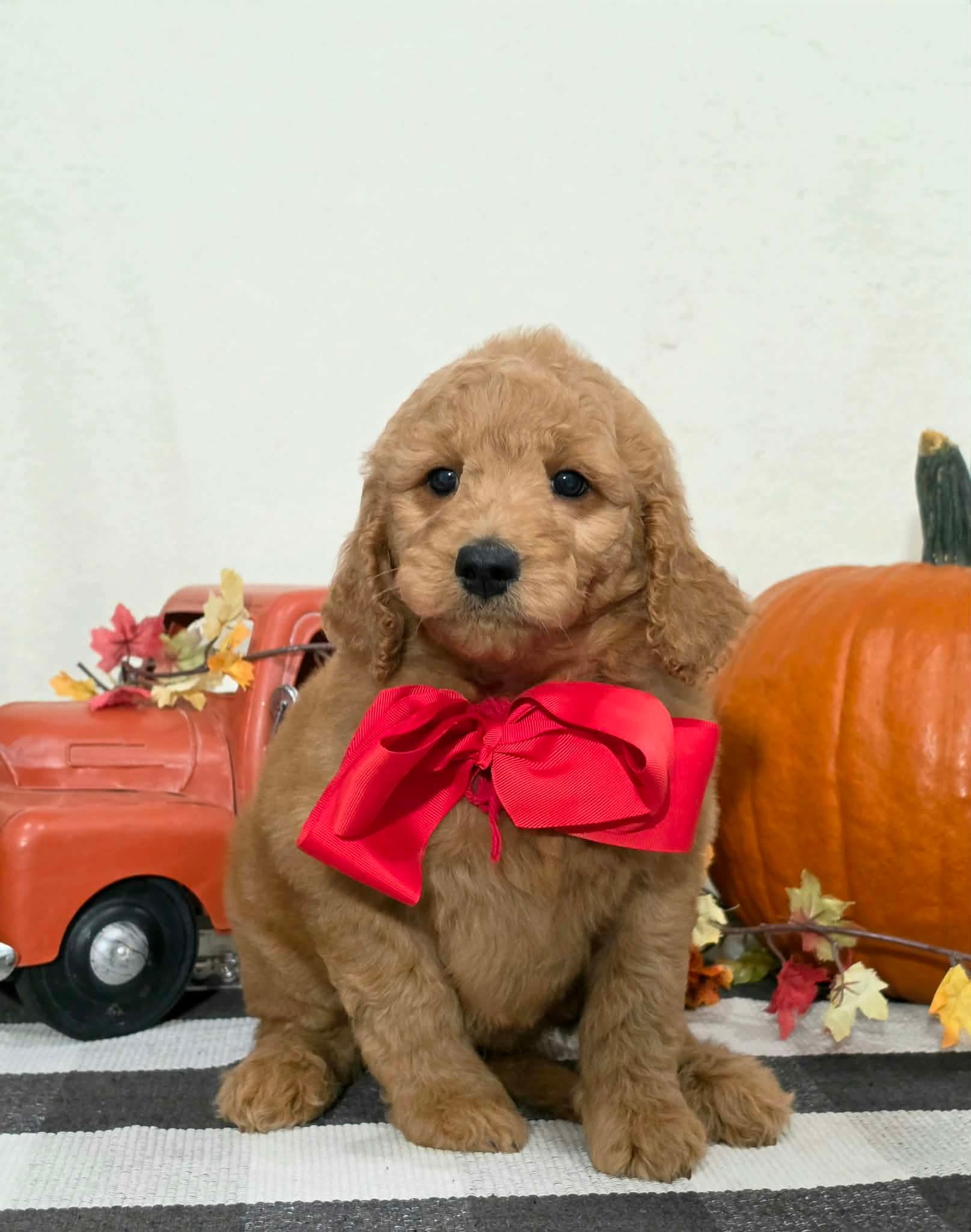 Kaia x Turbo Litter Red bow boy