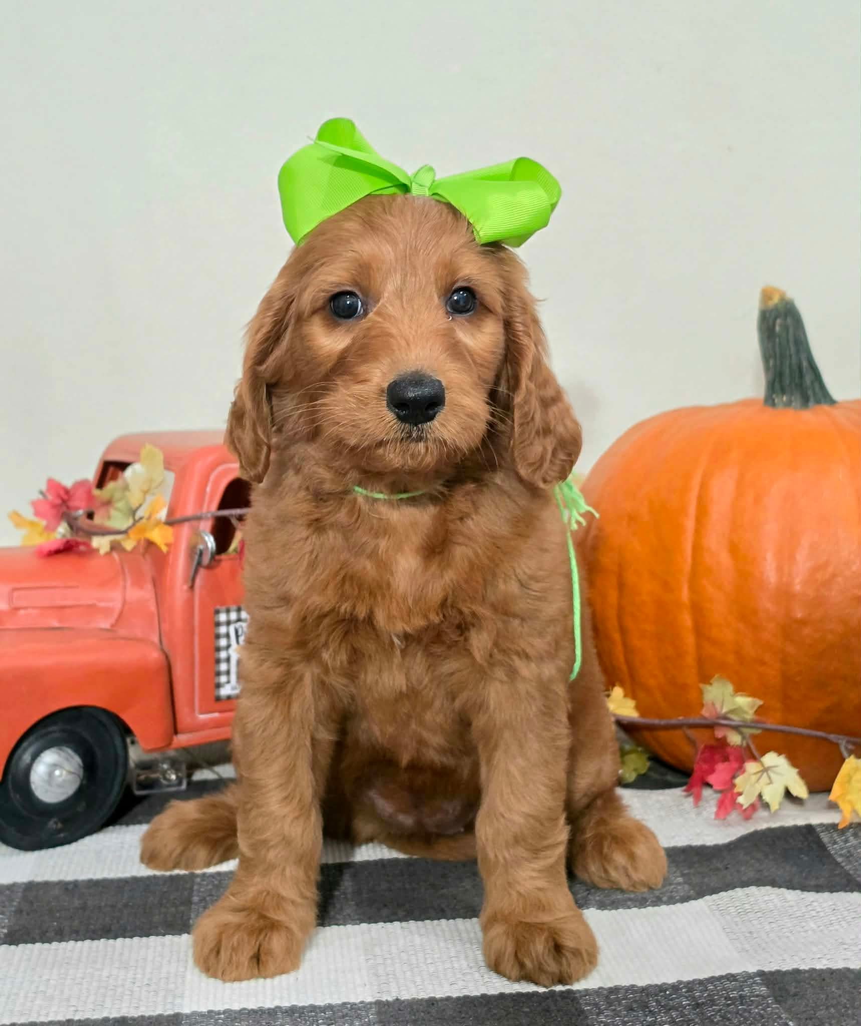 Kaia x Turbo Litter Lime bow girl