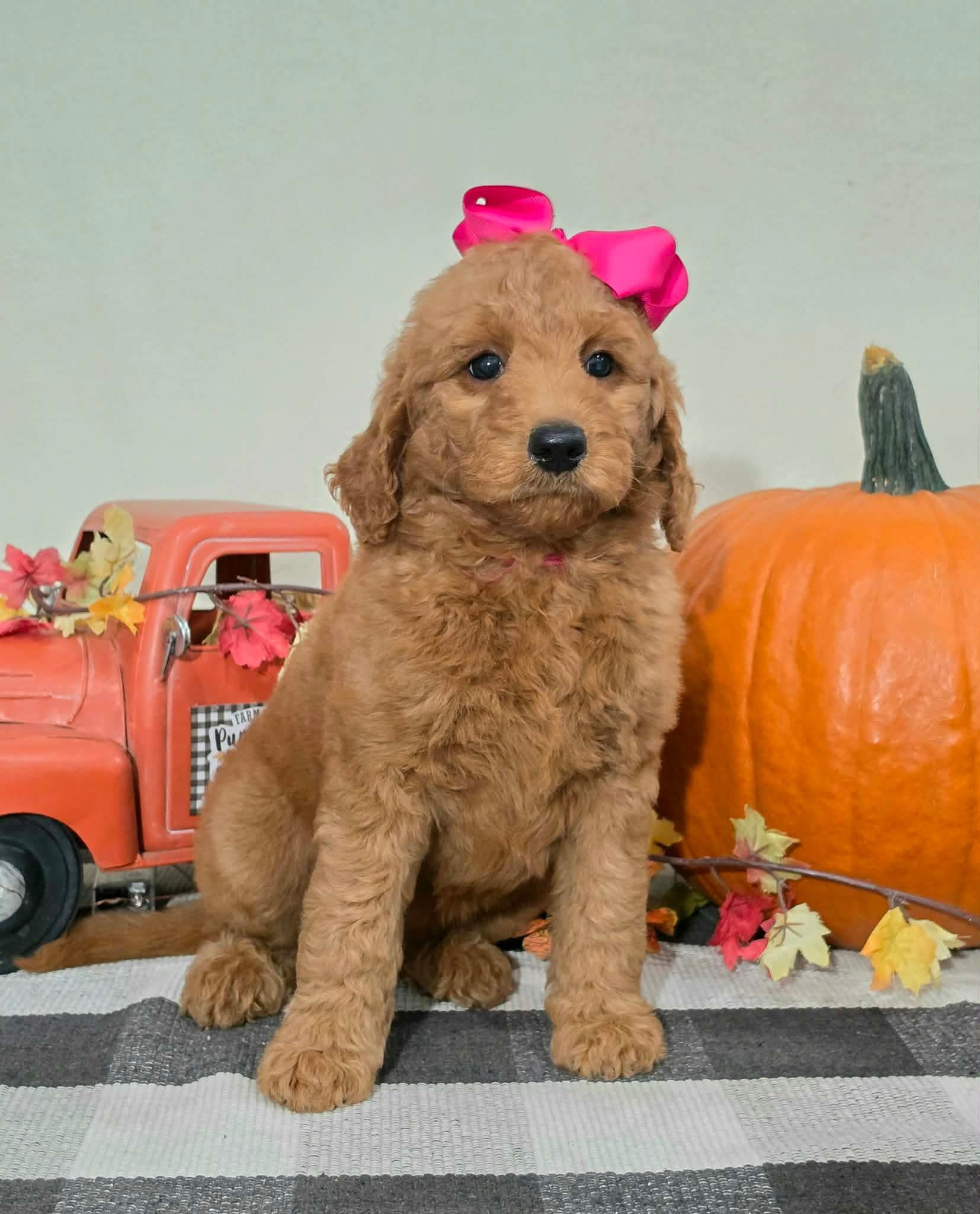 Kaia x Turbo Litter Pink bow girl