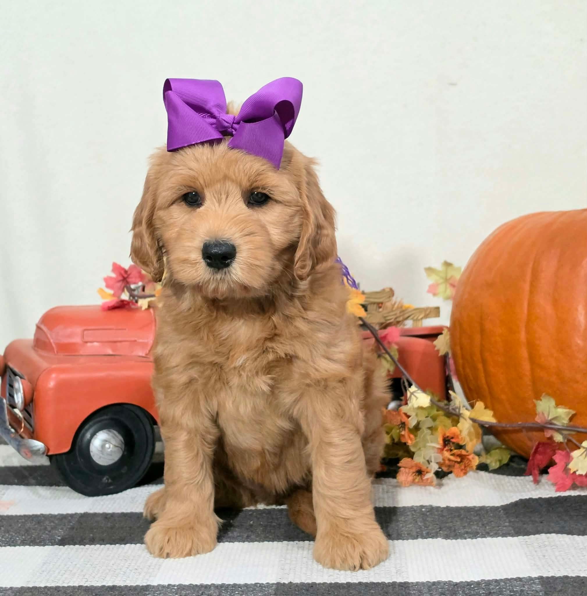 Kaia x Turbo Litter Purple bow girl