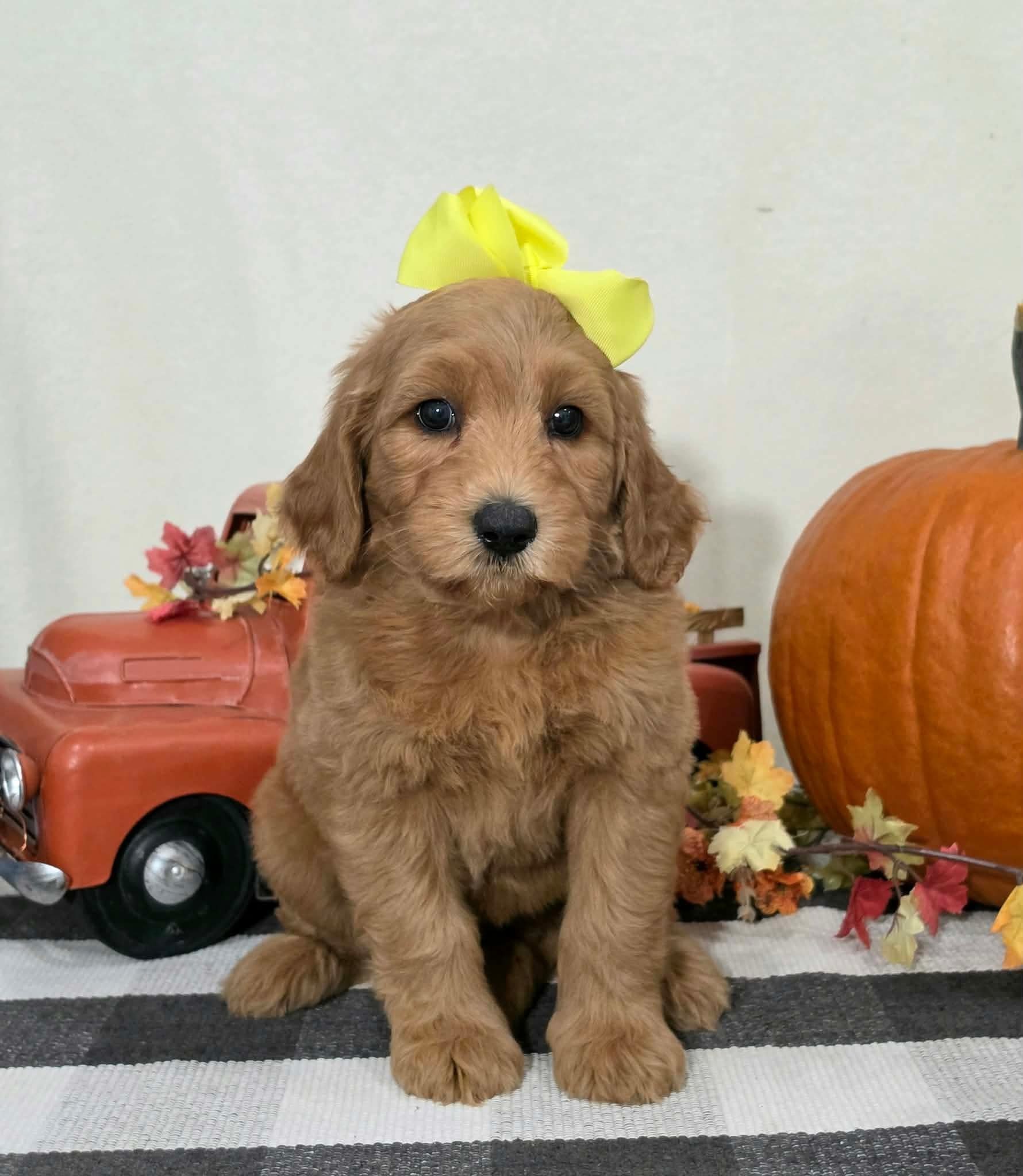 Kaia x Turbo Litter Yellow bow girl