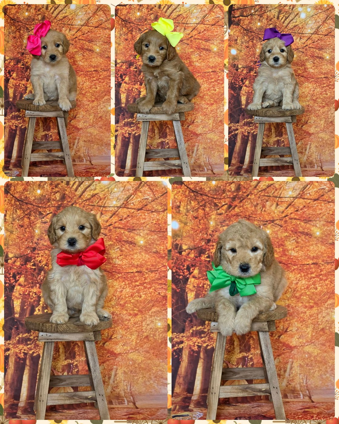 Leia x Teddy Litter at Texas Doodles
