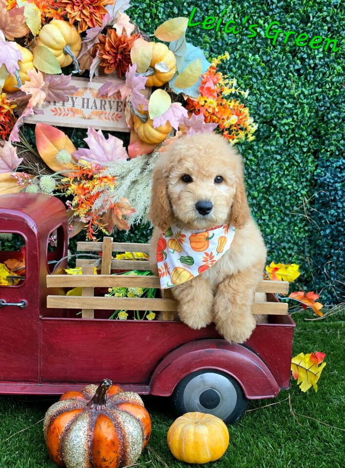 Leia's Green Bow Boy, F2B Miniature Goldendoodle puppy from the Leia x Teddy, Summer 2026 litter